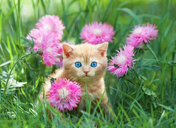 Cute little kitten sitting in flower meadow — Stock Photo, Image