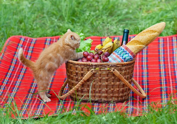 Pequeño gatito olfateando la cesta de picnic —  Fotos de Stock