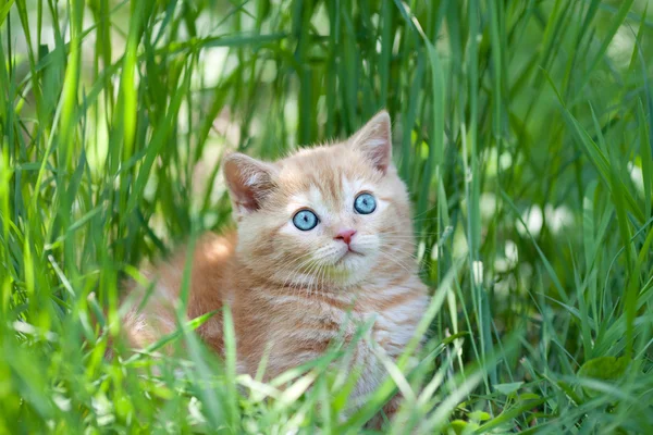 Çimenlerde oturan sevimli kedi yavrusu.