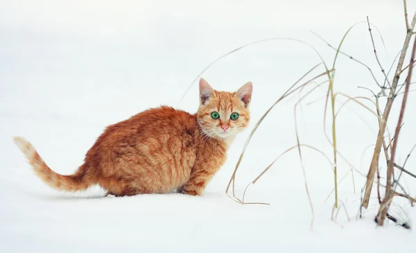 Malé kotě chůzi ve sněhu — Stock fotografie