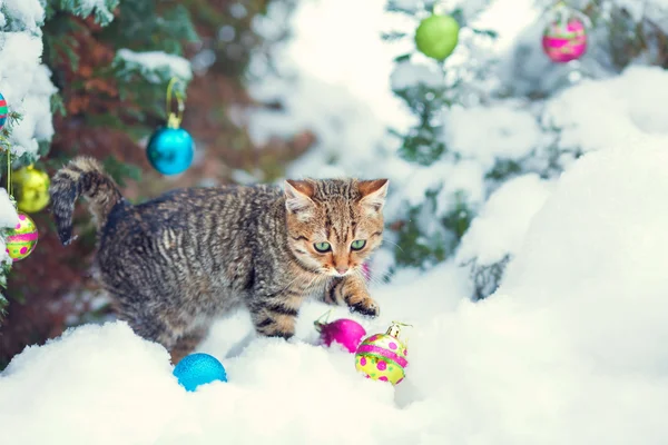 Carino gattino coronato da una cappellina di dente di leone che cammina sull'erba — Foto Stock