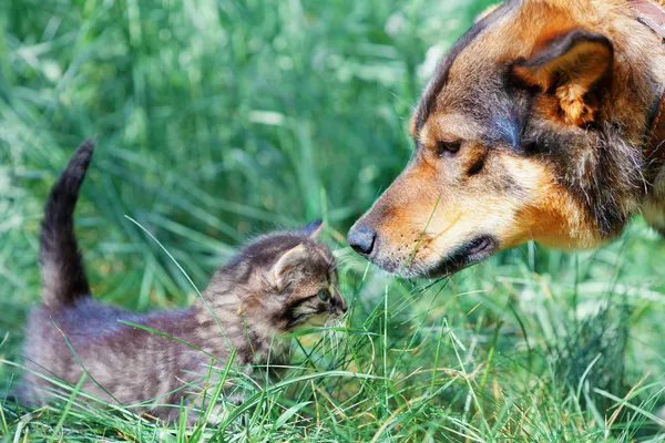 Большая собака и маленький котёнок обнюхивают друг друга на траве. — стоковое фото