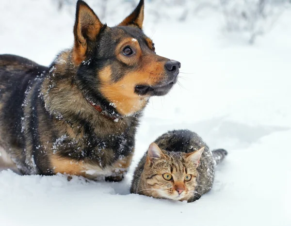 Gato y perro paseando en la nieve — Foto de Stock