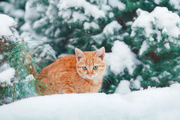 Şirin kedi yavrusu — Stok fotoğraf