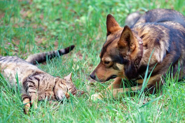 Cão e gato têm um resto juntos ao ar livre — Fotografia de Stock