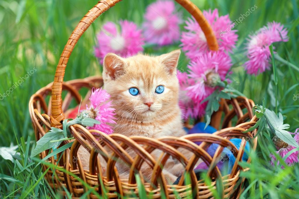 Cute little kitten sitting in a basket on the floral lawn — Stock