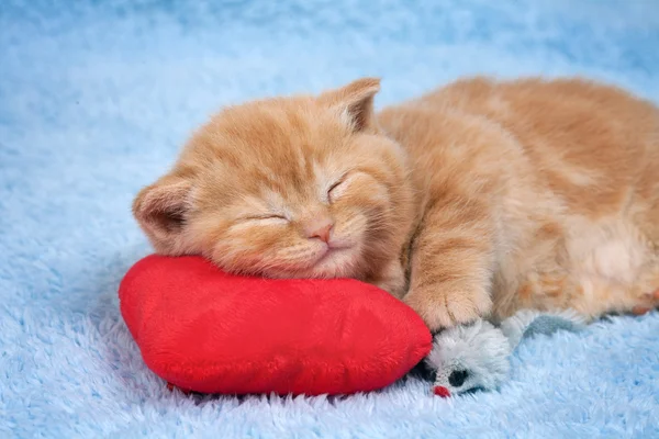 Little kitten sleeping — Stock Photo, Image