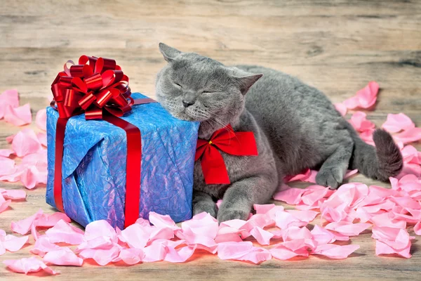 A cat lying on the back on rose petals — Stock Photo, Image