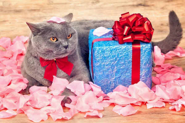 Un chat couché sur le dos sur des pétales de rose — Photo