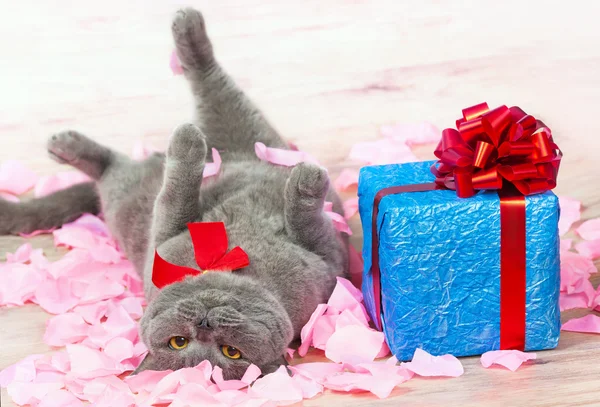 Un gato acostado en la espalda sobre pétalos de rosa —  Fotos de Stock