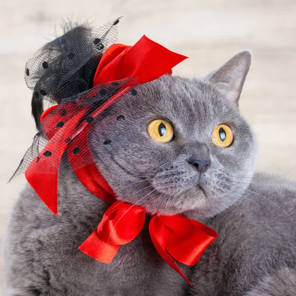 Gato usando chapéu vermelho — Fotografia de Stock