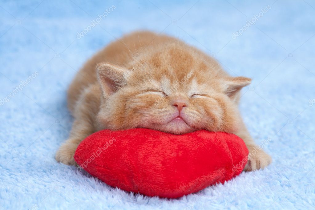 Little kitten sleeping — Stock Photo © vvvita #39337827