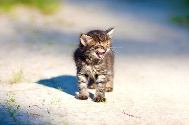 kumlu yollarda kalan küçük bir kedi yavrusu