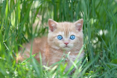 uzun otların arasında oturan küçük şirin kedi yavrusu.