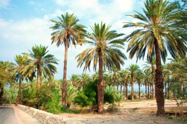 Ölü Deniz kenarında hurma plantasyon içinde ein gedi