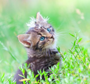 karahindiba tohumlar üzerinde yavru kedi kafası