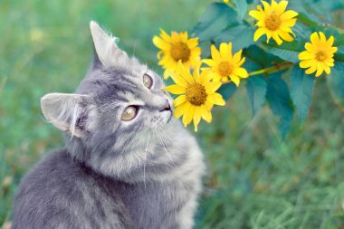 Sarı çiçekleri oturan sevimli kedi yavrusu