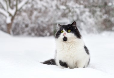 Kedi karda oturuyor.