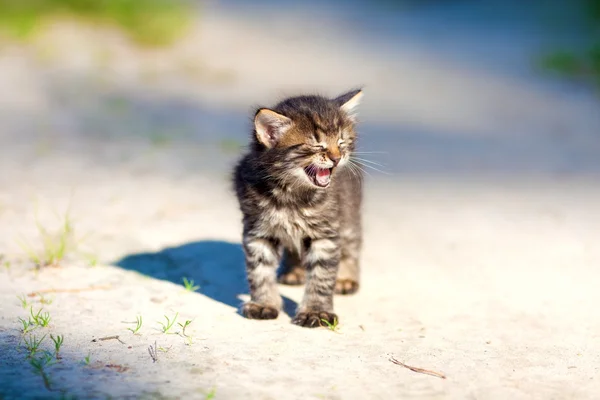 Petit chaton restant sur la route sablonneuse — Photo