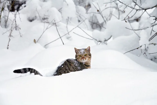 Gato sentado en la nieve en el bosque — Foto de Stock