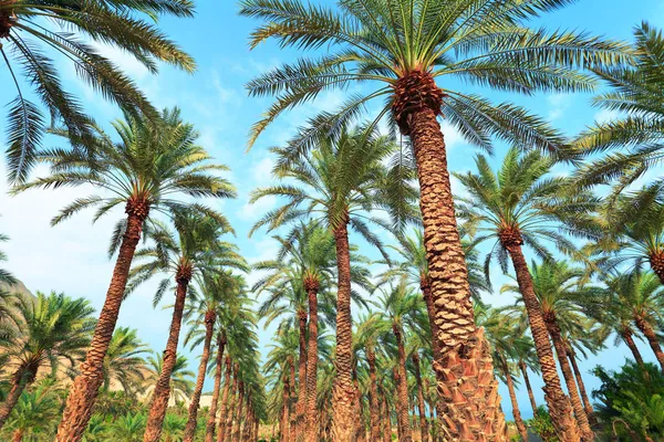 Datum palm plantage in de buurt van de dode zee in ein gedi — Stockfoto