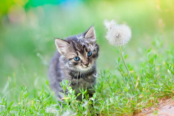 Lilla kattunge på gräset nära maskros — Stockfoto