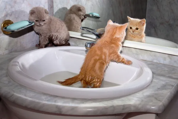 Kis cica, fürdés a mosogató — Stock Fotó