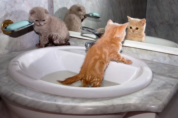 Lavaboda banyo küçük bir kedi yavrusu
