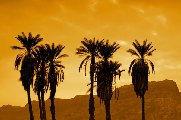 Tropical beach with palm trees — Stock Photo, Image