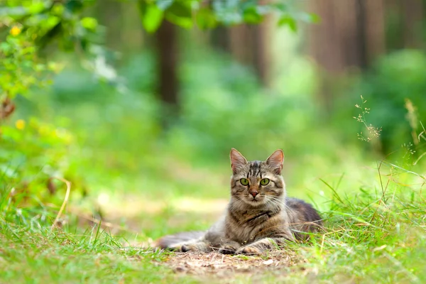 Bellissimo gatto rilassante all'aperto — Foto Stock