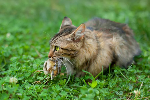 Katze jagte einen Vogel — Stockfoto