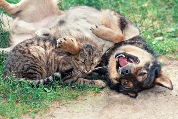 Cão e gato brincando na grama — Fotografia de Stock