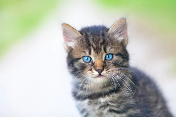 Porträtt av lilla söta kattunge — Stock fotografie