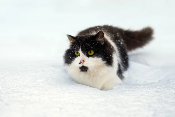 Schwarze und weiße Katze spazieren im Schnee — Stockfoto