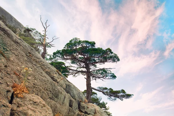 Одномісне соснове дерево на скелі — стокове фото