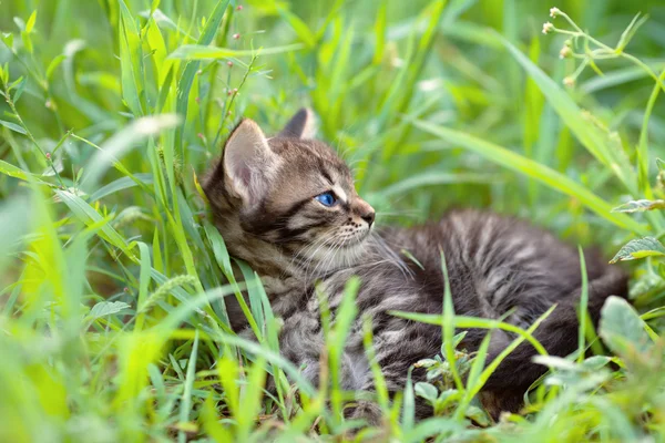 Küçük kedi çim üzerinde yalan — Stok fotoğraf