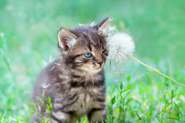 Malé kotě odírání Pampeliška — Stock fotografie