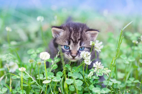 Little kitten walking on clover lawn — Stock Photo, Image