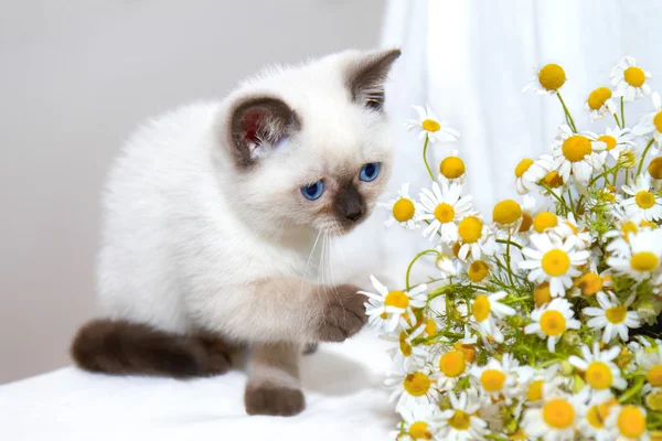 Μικρή γάτα παίζει με χαμομήλι — Φωτογραφία Αρχείου