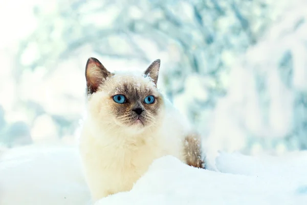 Kat zitten in de sneeuw in het forest — Stockfoto