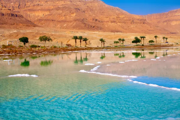 Dead Sea seashore with palm trees — Stock Photo, Image