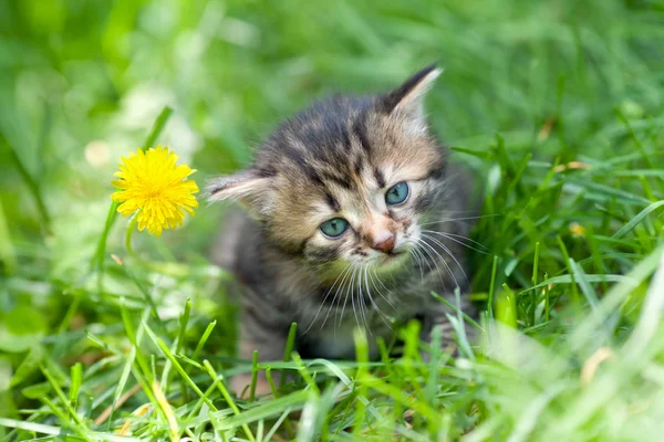 Kleines Kätzchen sitzt auf dem Gras neben Löwenzahn — Stockfoto