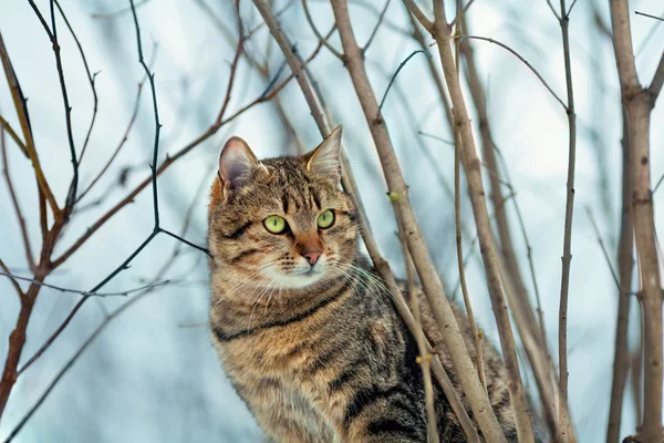 Portrait of cat sitting near tree branches — Stock Photo, Image