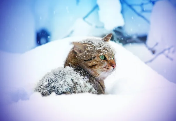 고양이 눈 숲에 앉아 — 스톡 사진