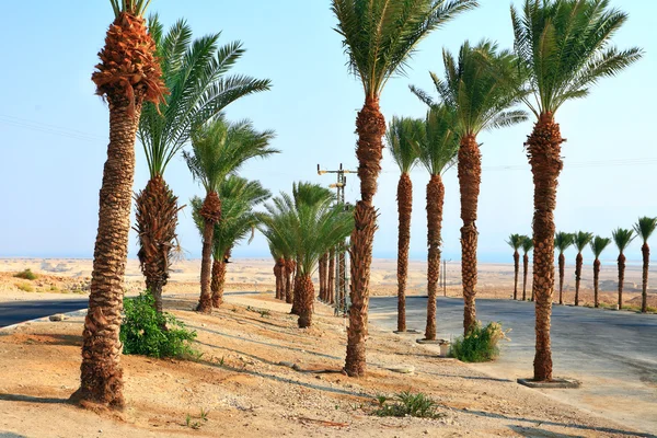 Datlové palmy nedaleko Mrtvé moře v Izraeli — Stock fotografie
