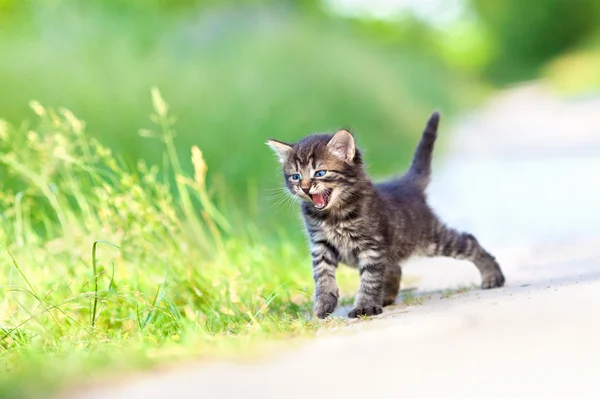 Kleine kitten verblijft op de zanderige weg — Stockfoto