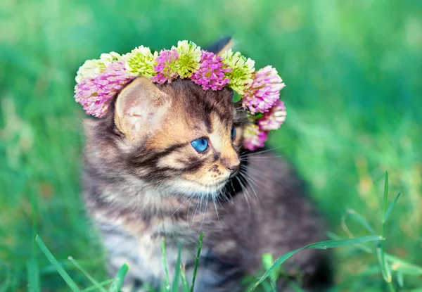 Cute little kitten — Stock Photo, Image