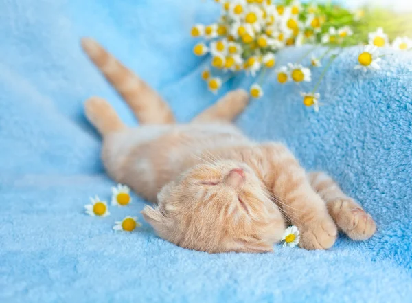 Pequeno gato deitado nas costas perto de camomila — Fotografia de Stock