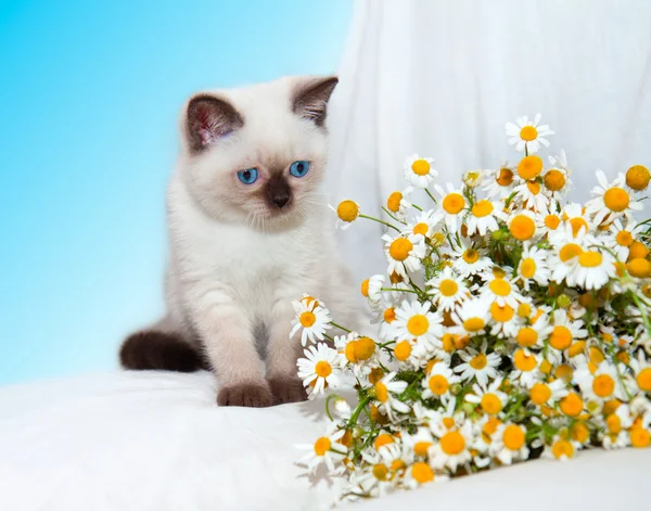 Mały kot gry z rumianku — Zdjęcie stockowe