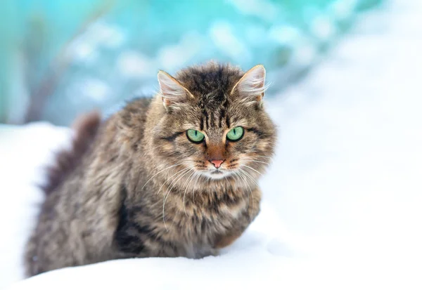 Niedliche sibirische Katze spaziert im Schnee — Stockfoto